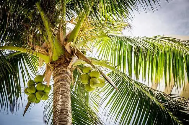 do rabbits like to eat coconuts?