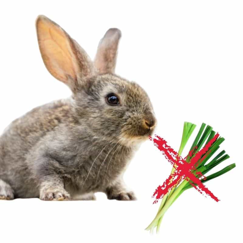 do rabbits like to eat leeks