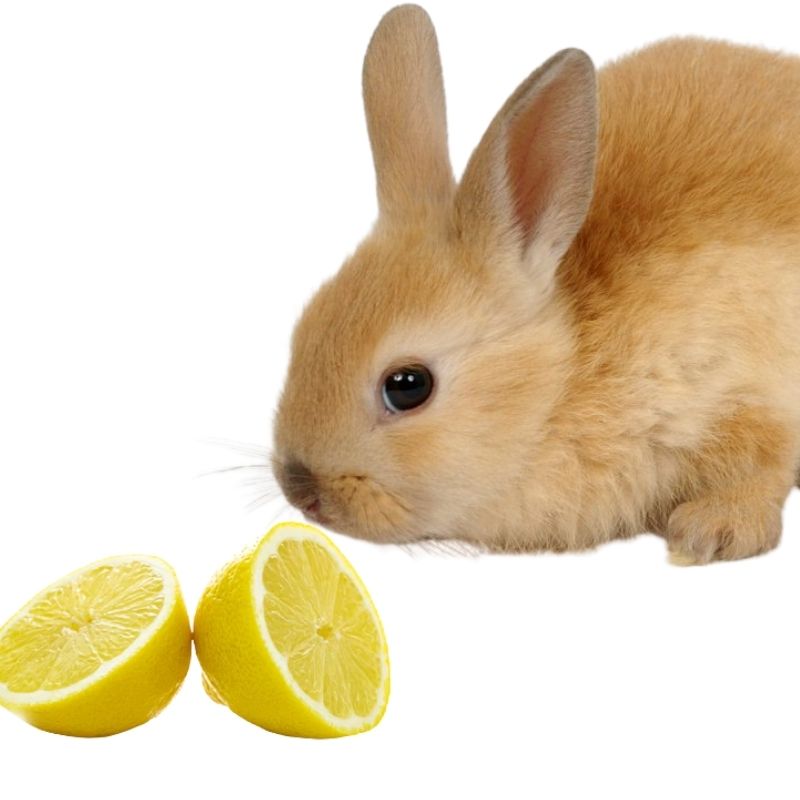 do rabbits like to eat lemons