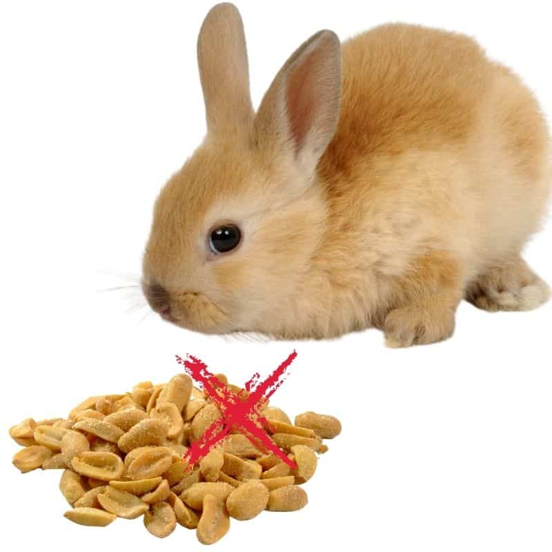 do rabbits like to eat peanuts