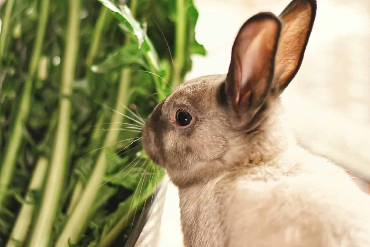 do rabbits like to play with coconut shells?