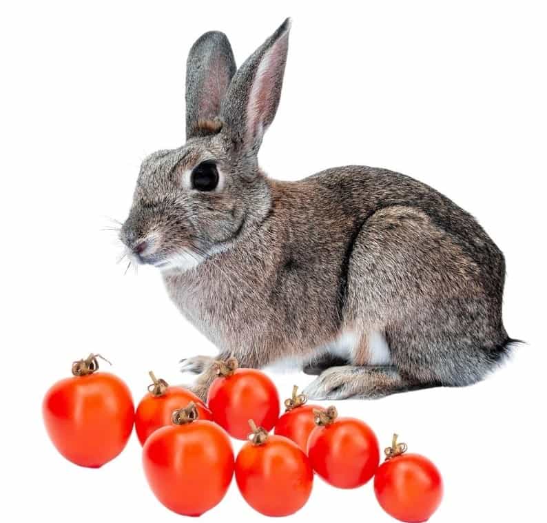 does rabbits eat tomatoes?