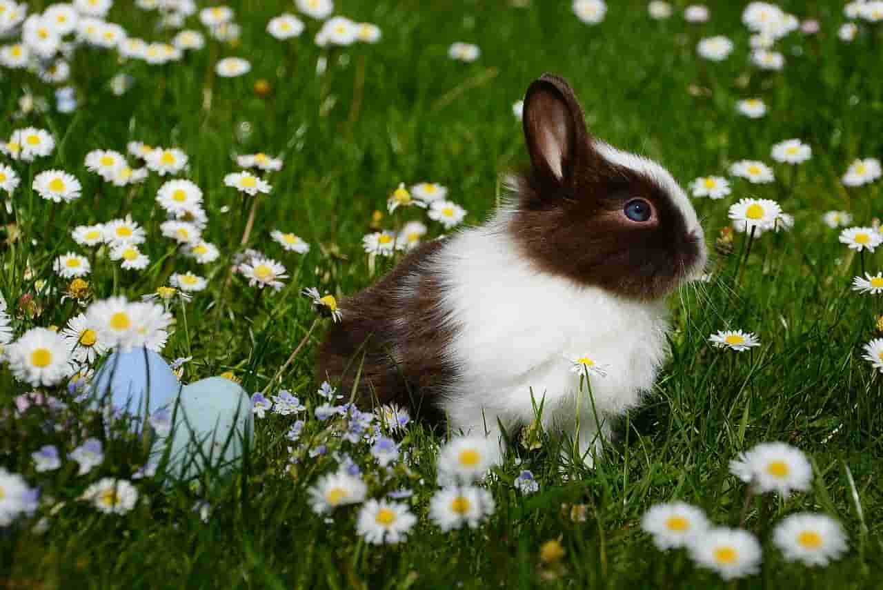 health risk for rabbits eating mums?