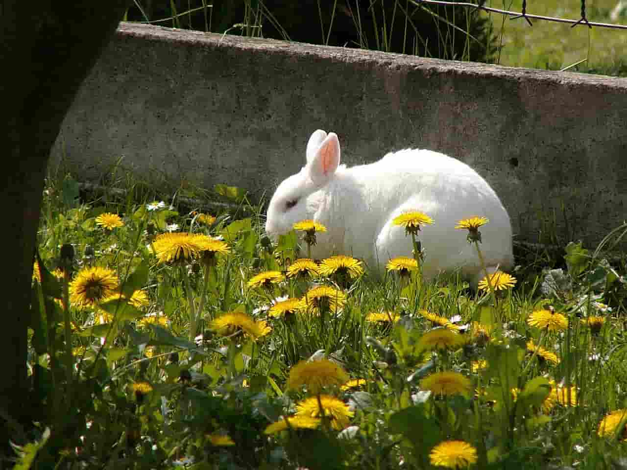 how much can rabbits eat hostas without issue?