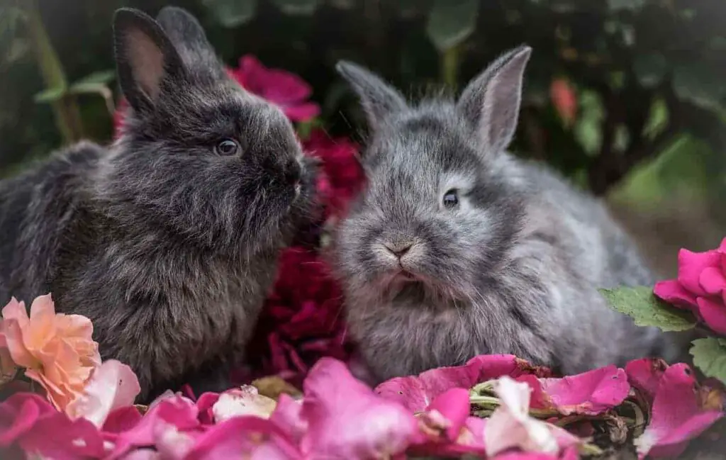Do Rabbits Eat Mums? Risk, Issues & Complete Guide