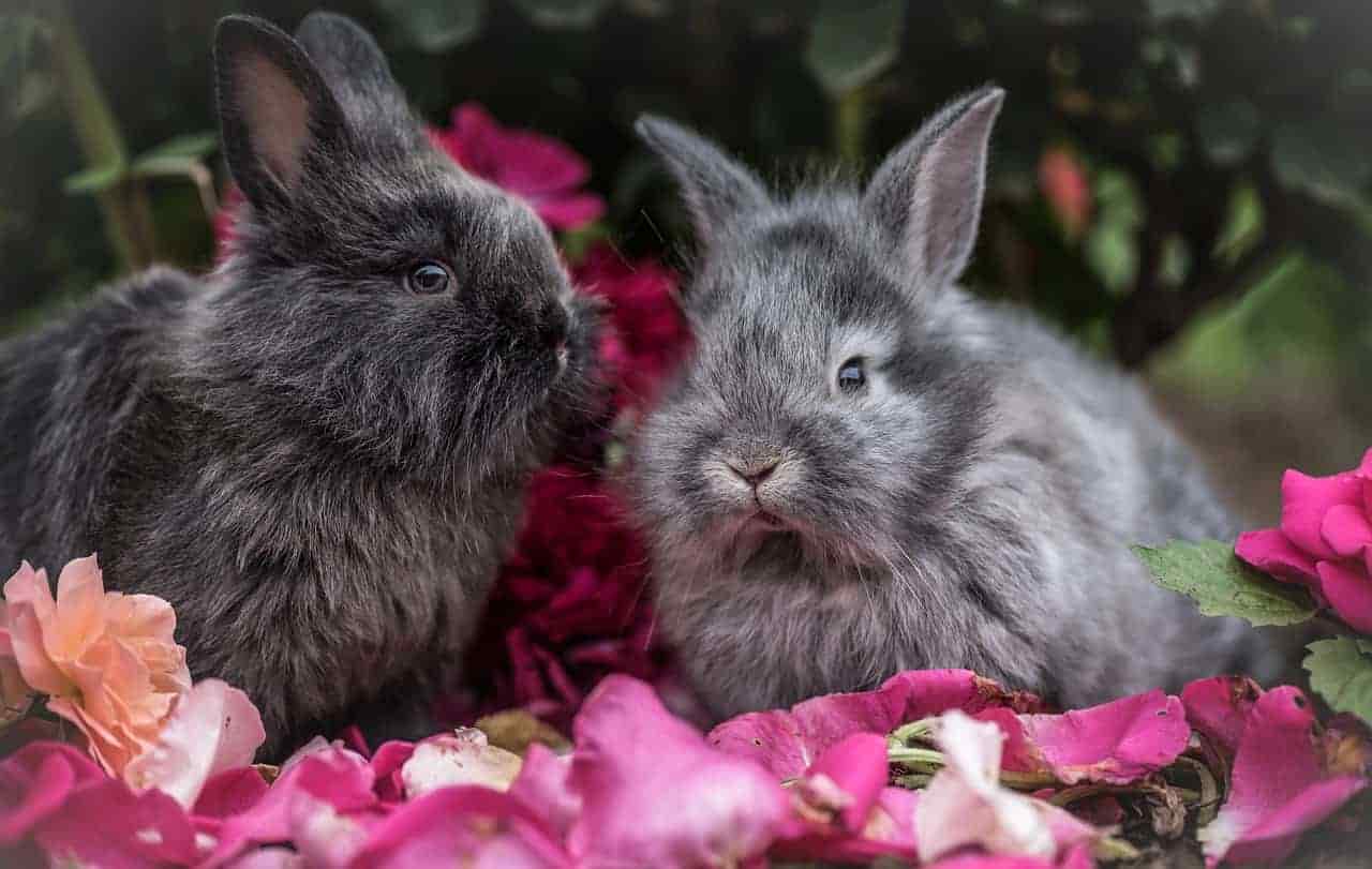 how many mums can rabbits eat?