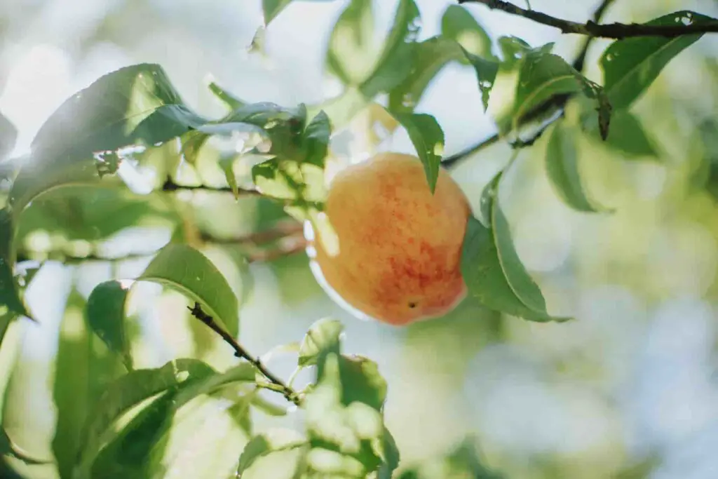 how often shoud we feed peach to rabbits