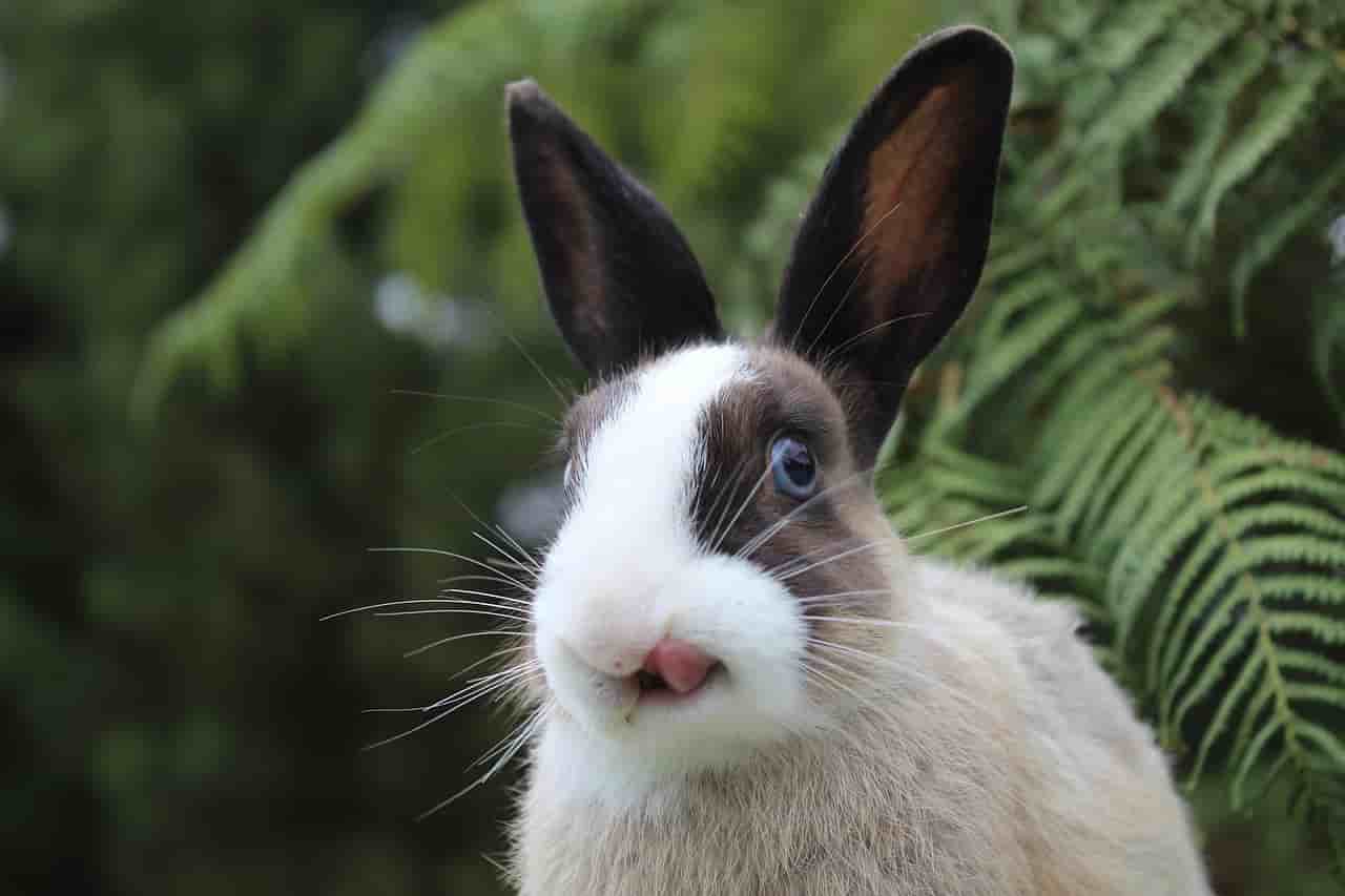 can rabbits eat beet greens?