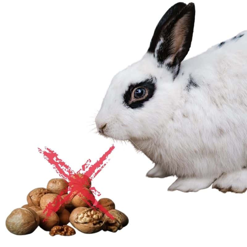is safe to eat walnuts for rabbits