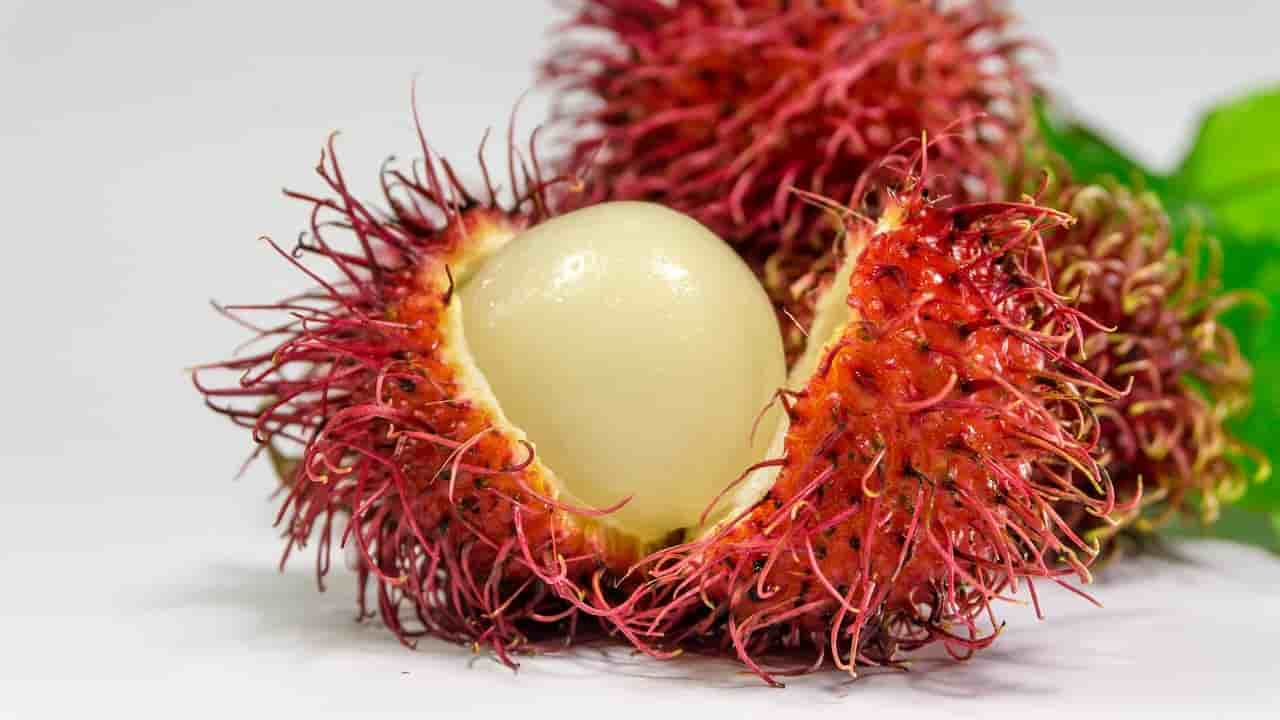 rambutan Benefits for rabbits