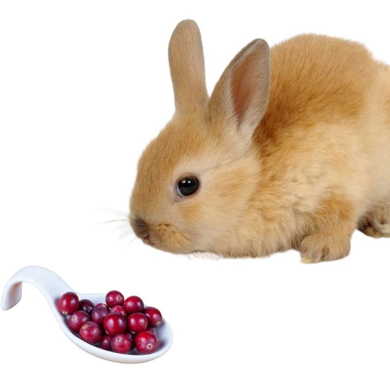 can rabbits eat fresh cranberries