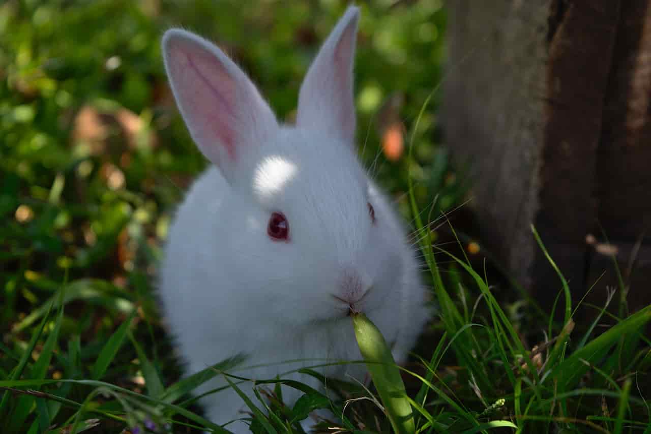 risk of feeding lemons for rabbits