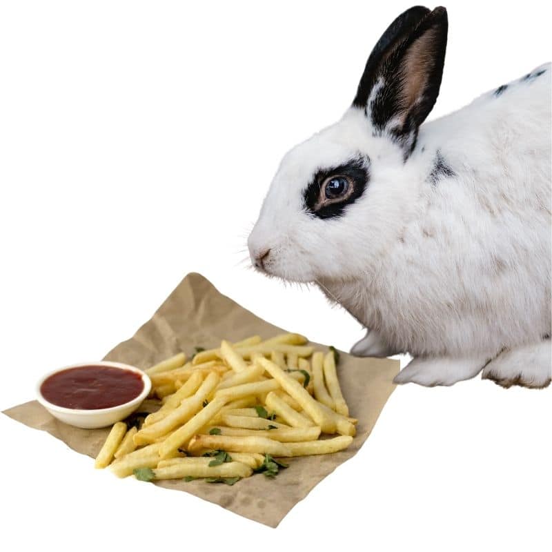 CAN RABBITS EAT POTATO CHIPS