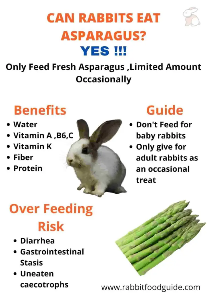 Can Rabbits EAT asparagus -Fact sheet 