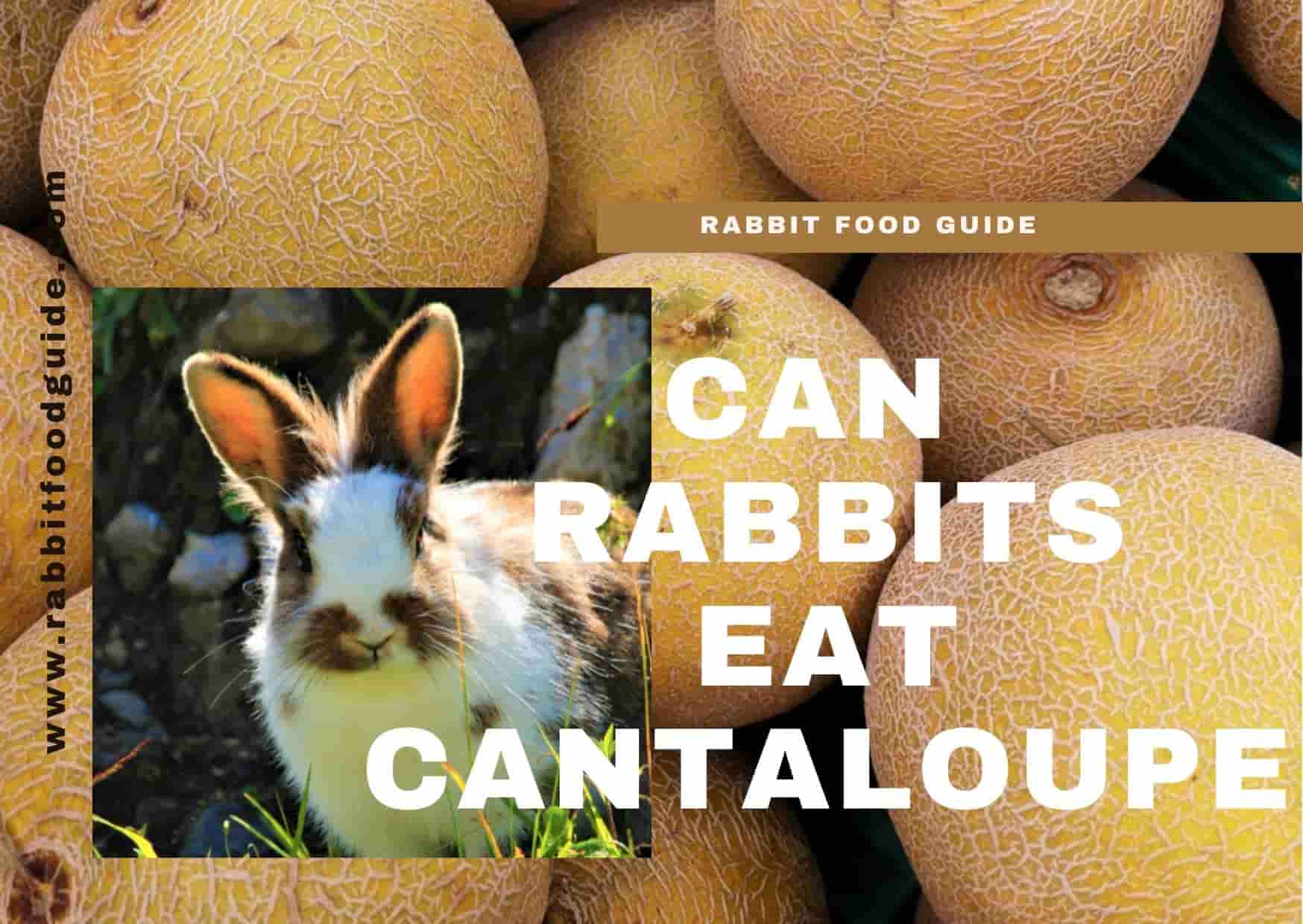 Can Rabbits Eat Cantaloupe?