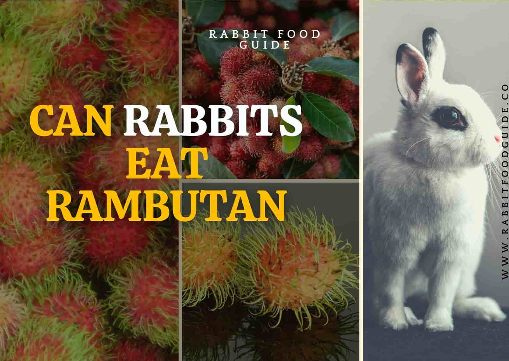 Can Rabbits eat rambutan