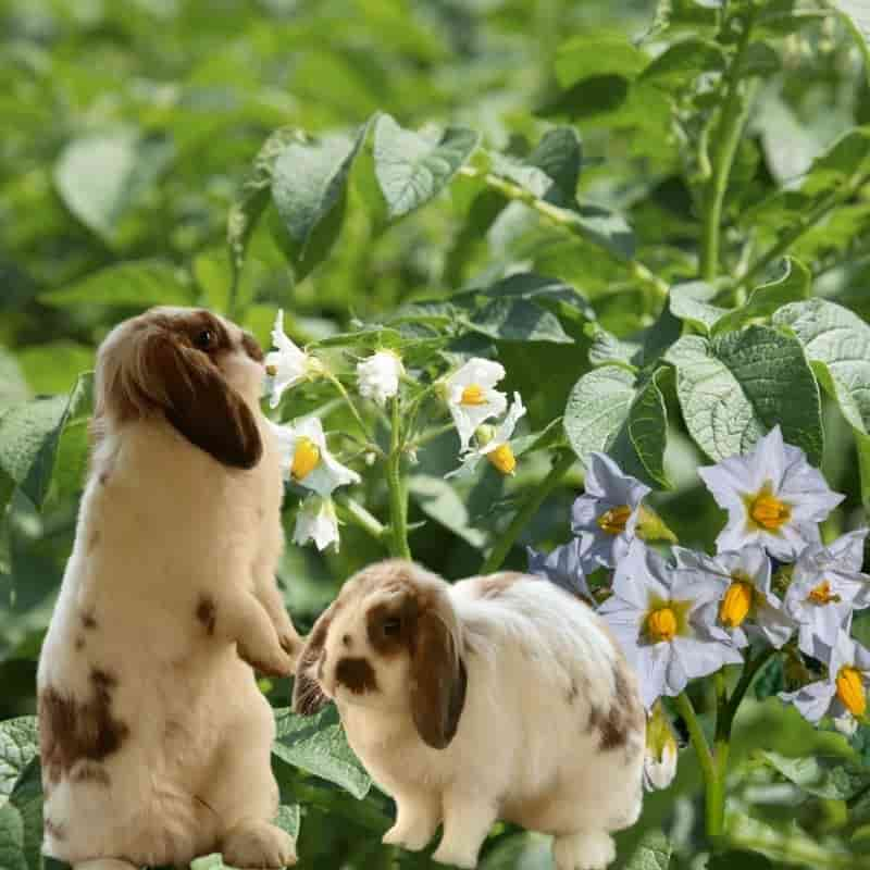 can bunnies eat sweet potatoes?