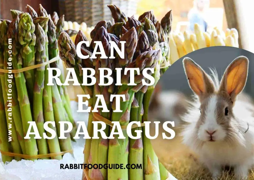 Can rabbits eat ASparagus?