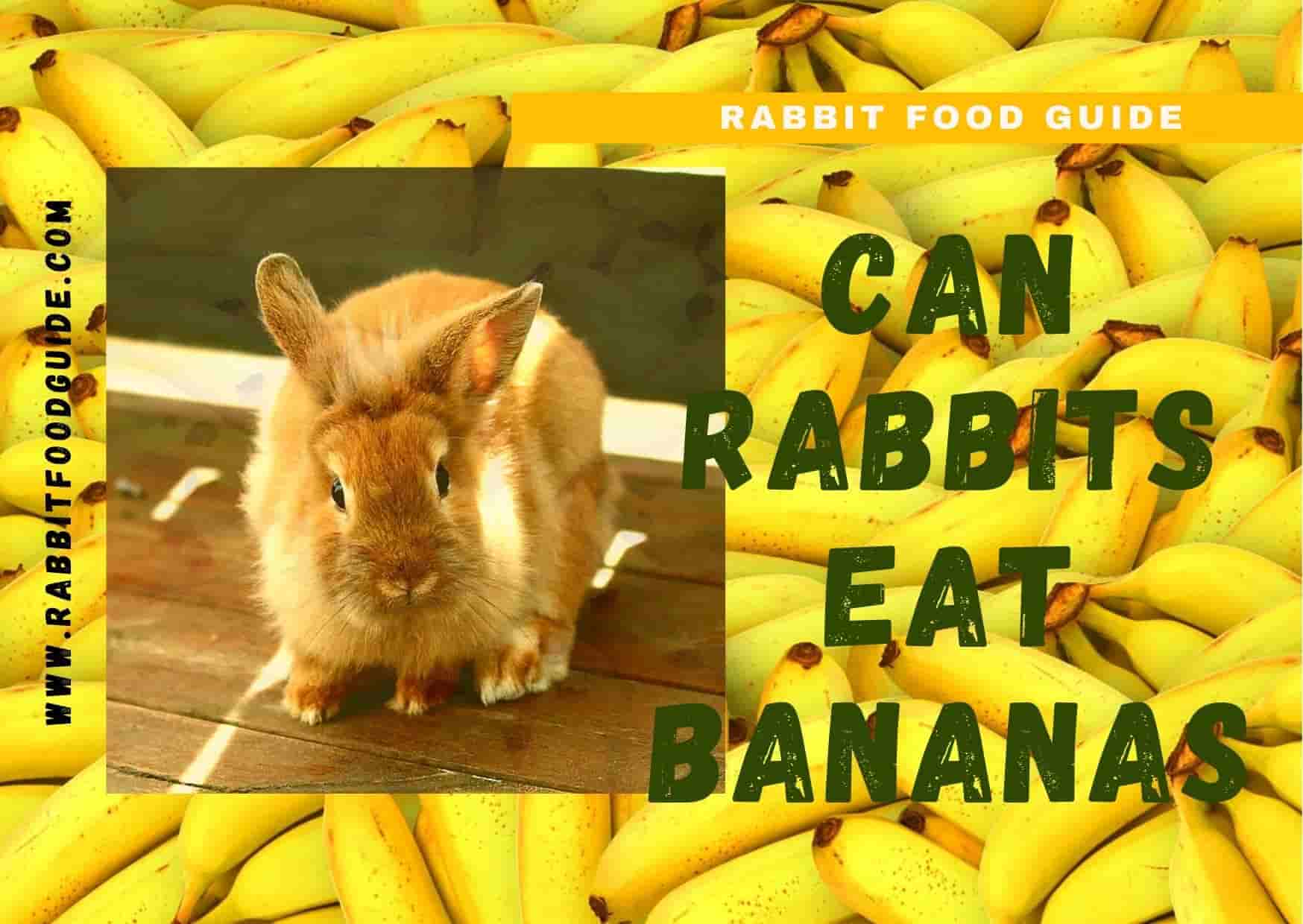 Can rabbits eat bananas? 