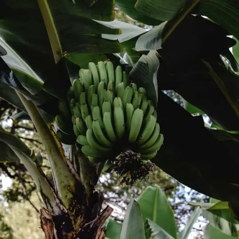 Can Rabbits Eat Bananas? Benefits & Extra Preparation Guide