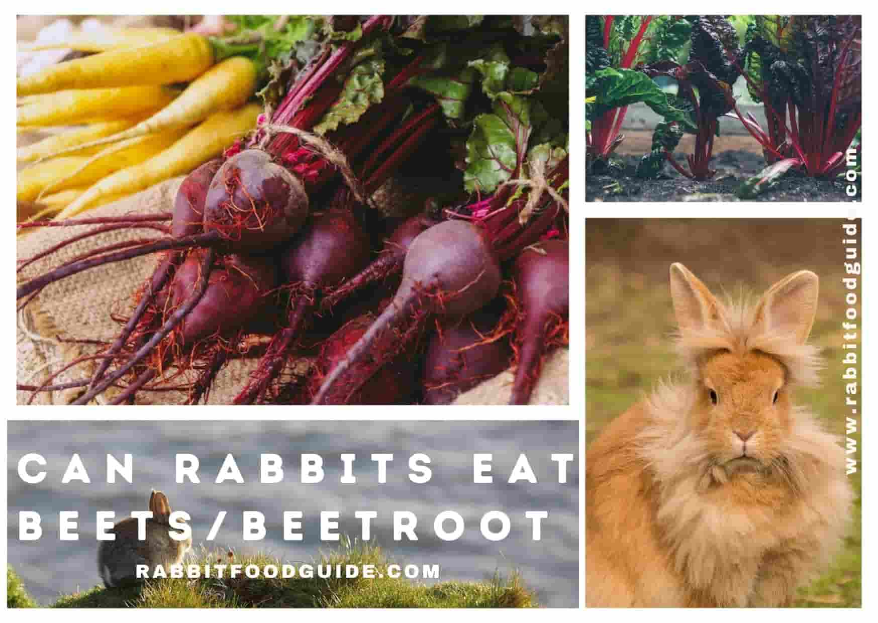 Can rabbits eat beets?