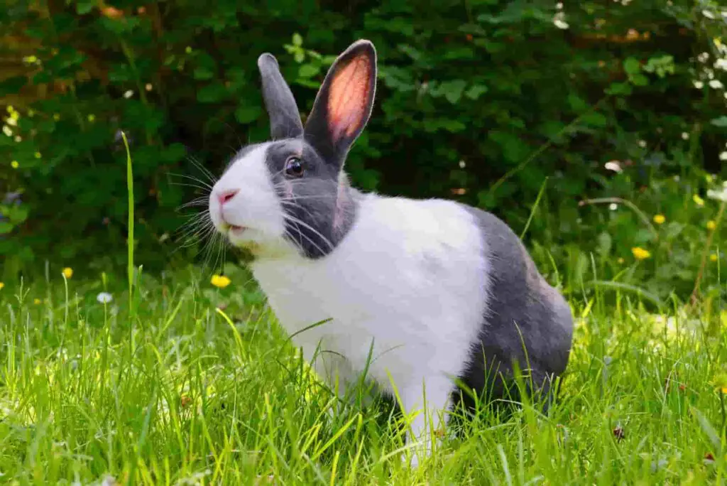 Can rabbits eat dandelion roots?