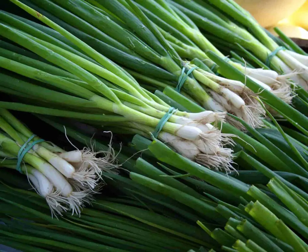 Can rabbits eat green onions?