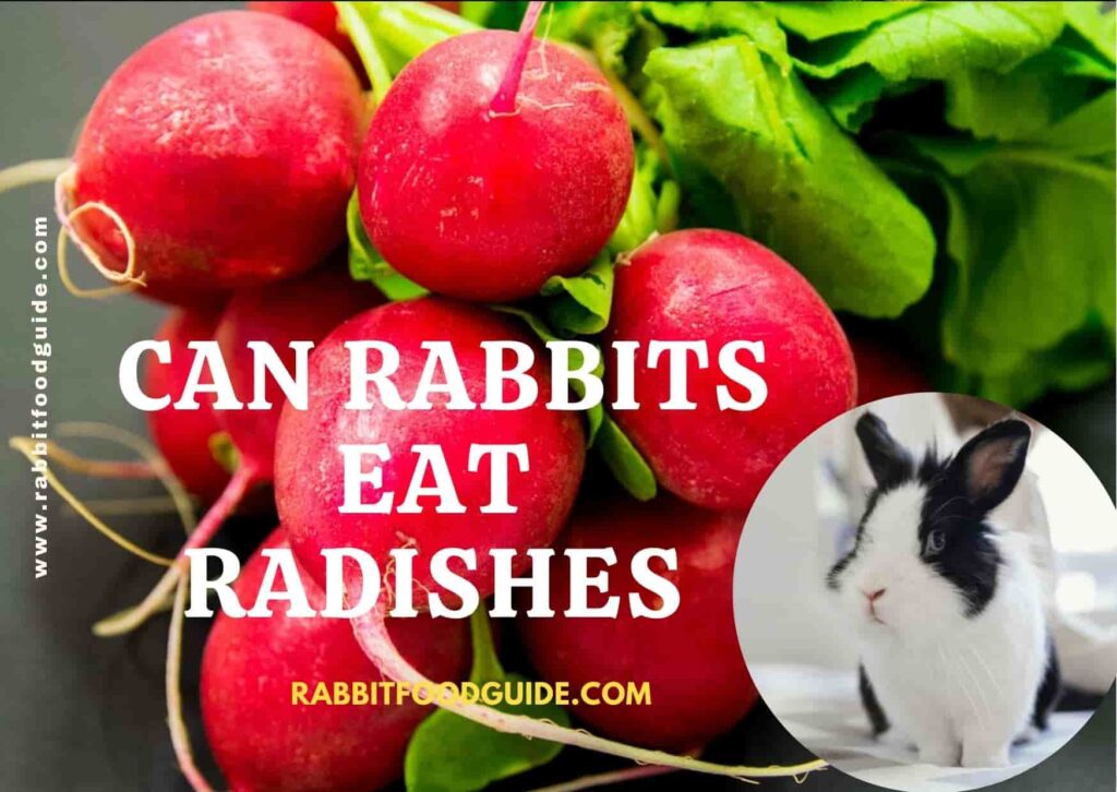 Can rabbits eat radishes?