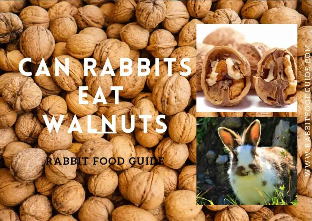 Can rabbits eat walnuts?