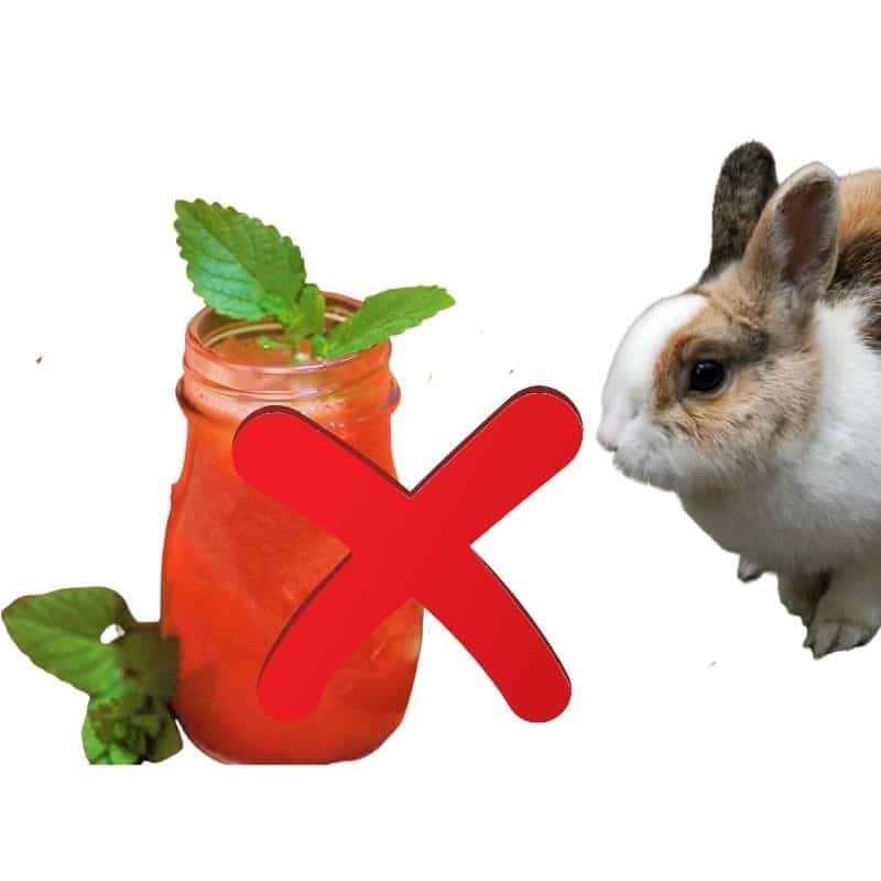 Can rabbits eat watermelon juice