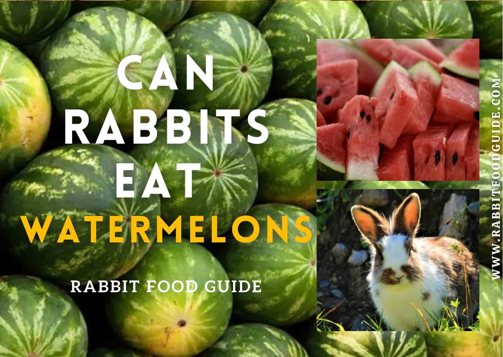 Can rabbits eat watermelons?