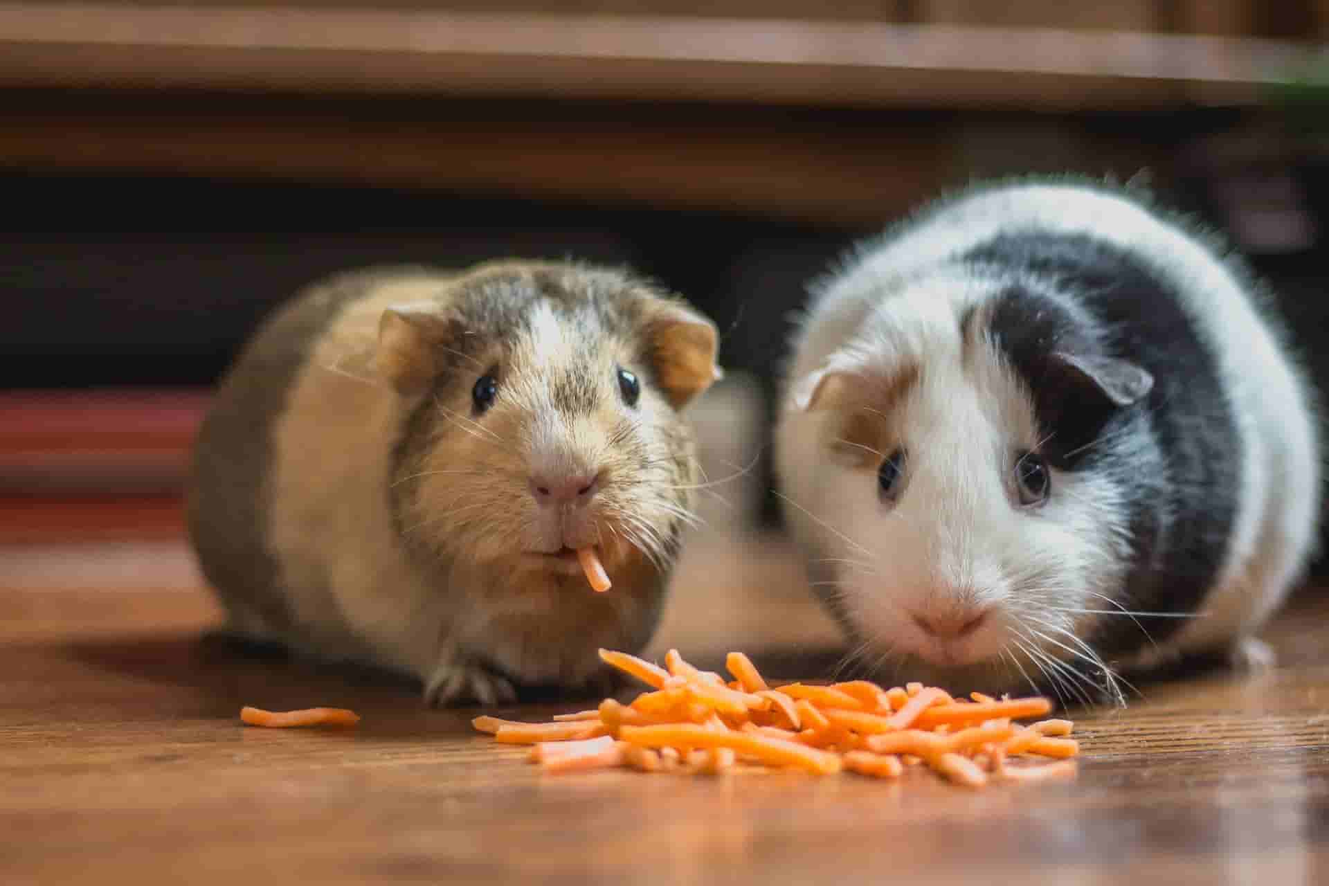 Can rabbits stay with guinea pigs?