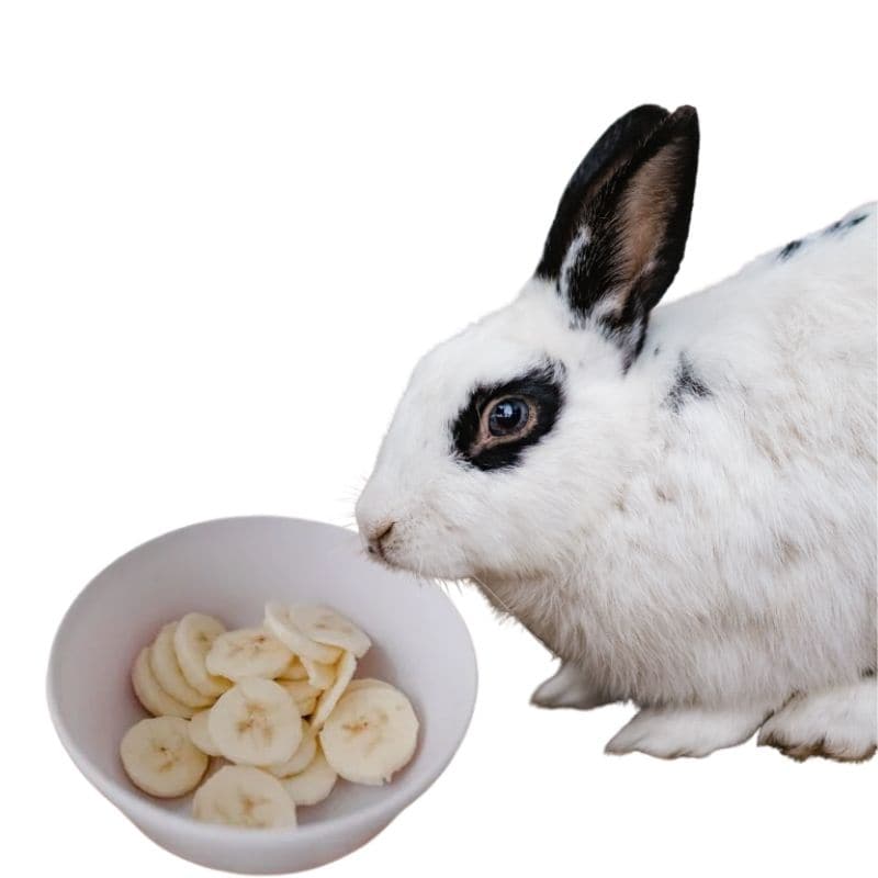 Do rabbits eat a banana