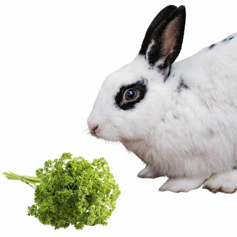 Do rabbits eat parsley?