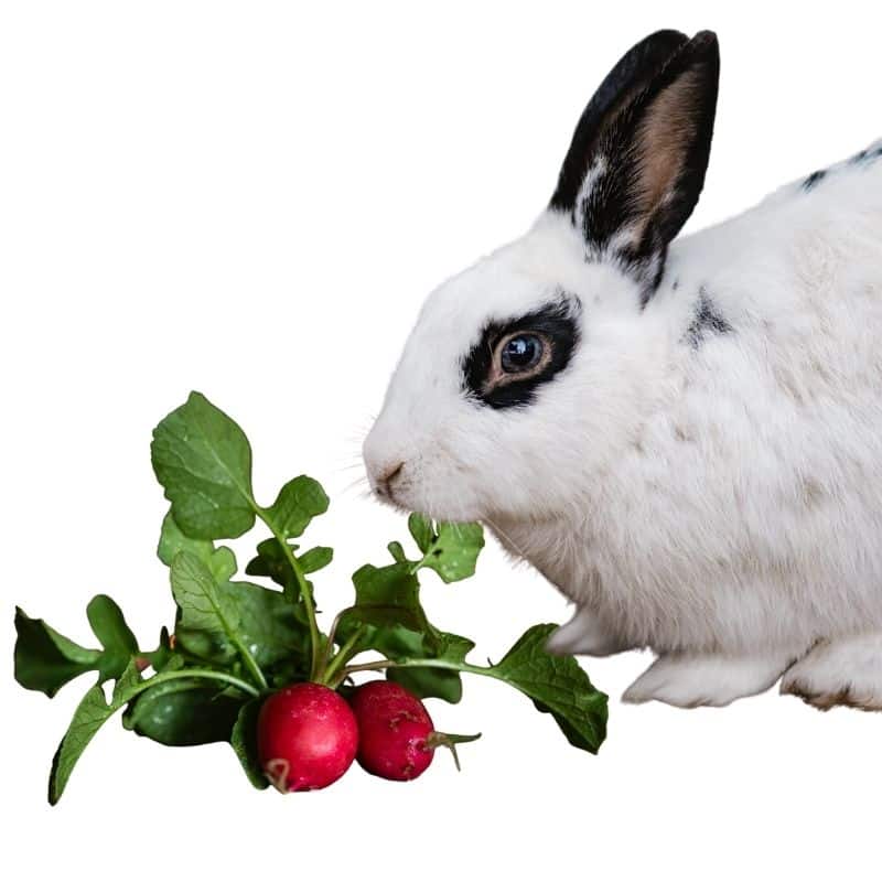 Do rabbits eat radish