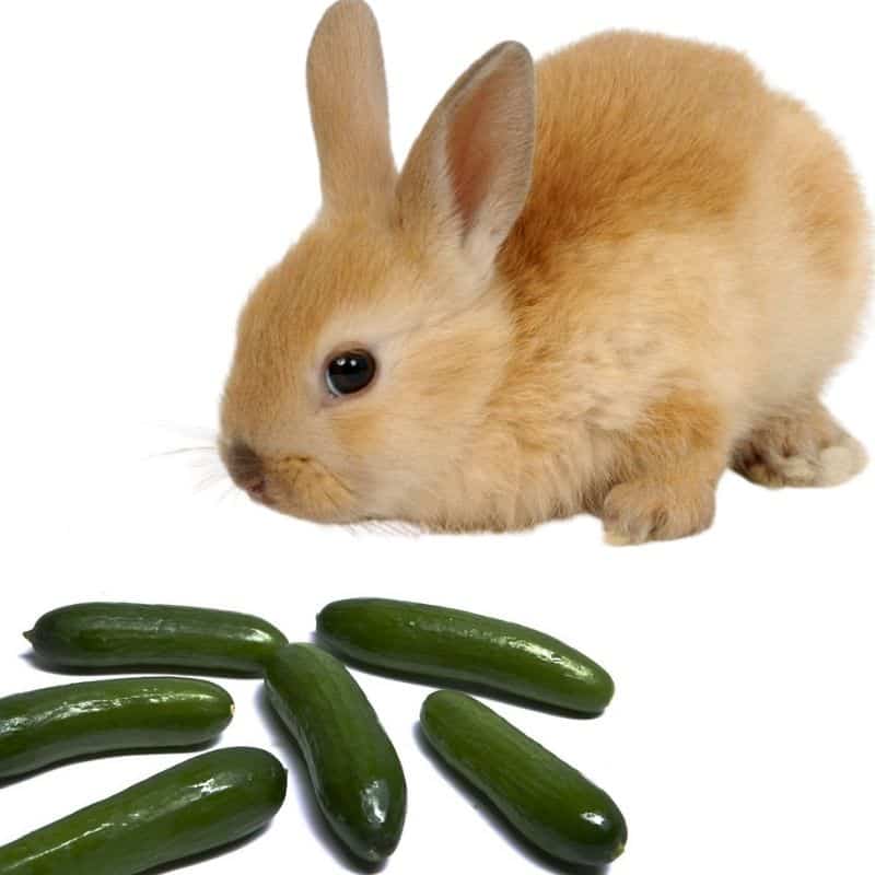Do rabbits like to eat cucumber