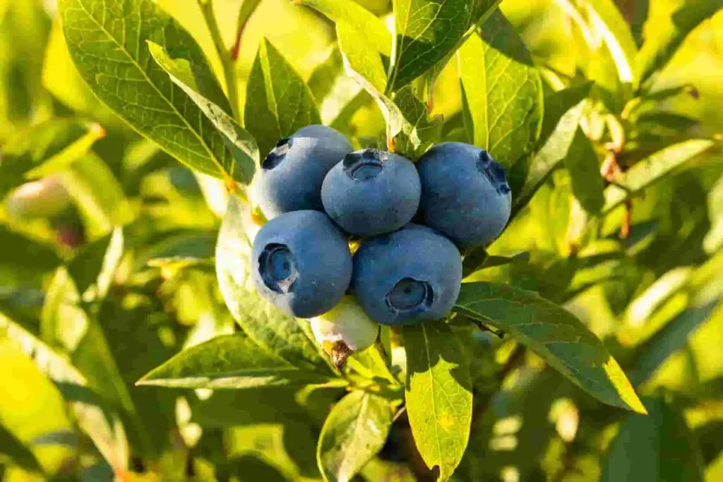 How much blueberries rabbits can eat