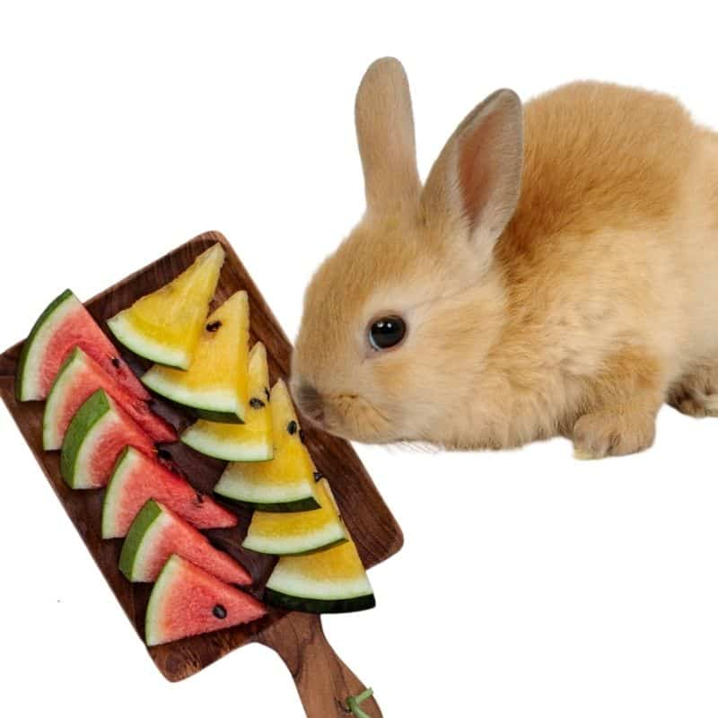 How to feed rabbits watermelon