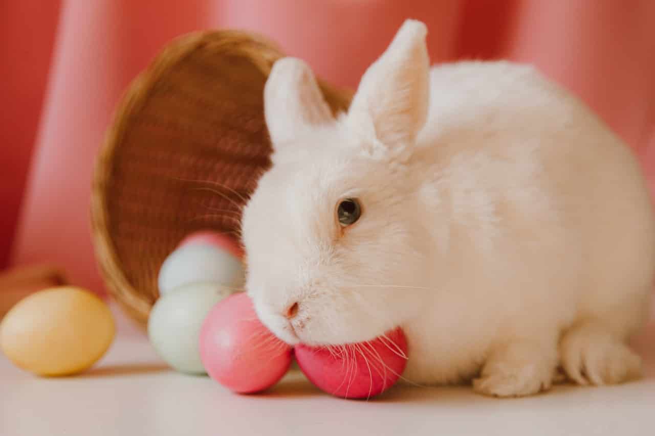 rabbits and chocolate