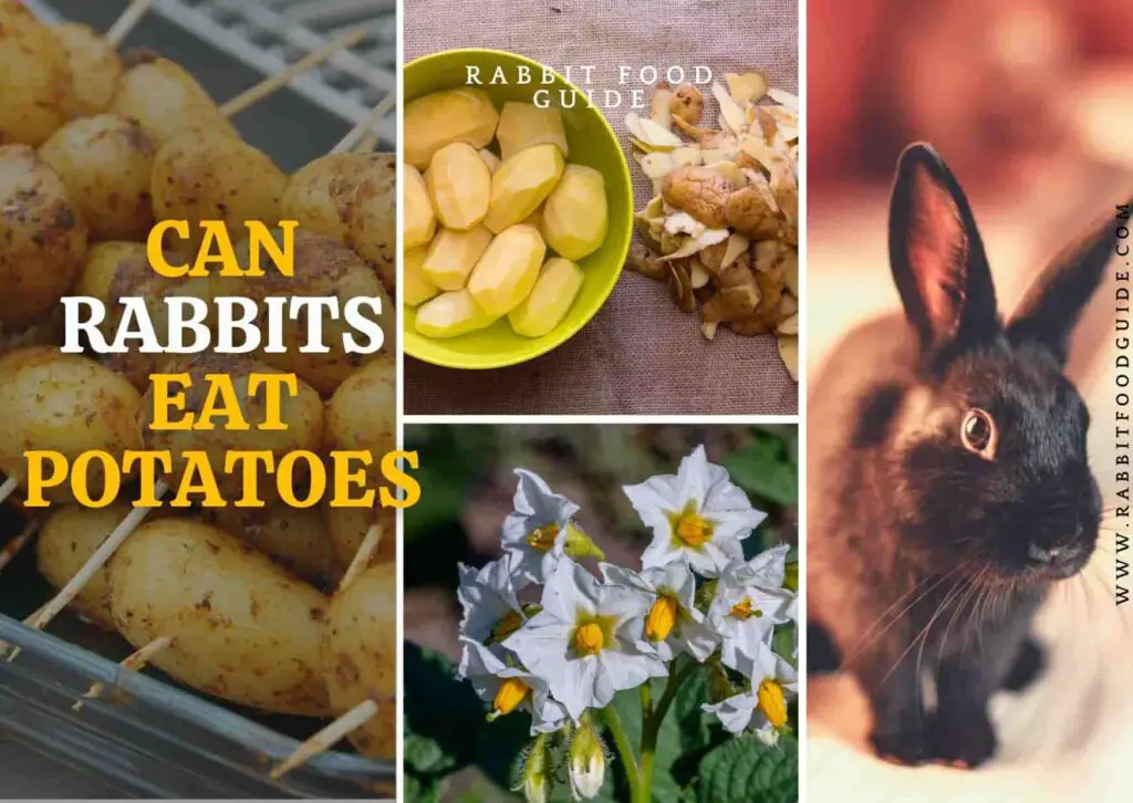 Can Rabbits Eat Potatoes?