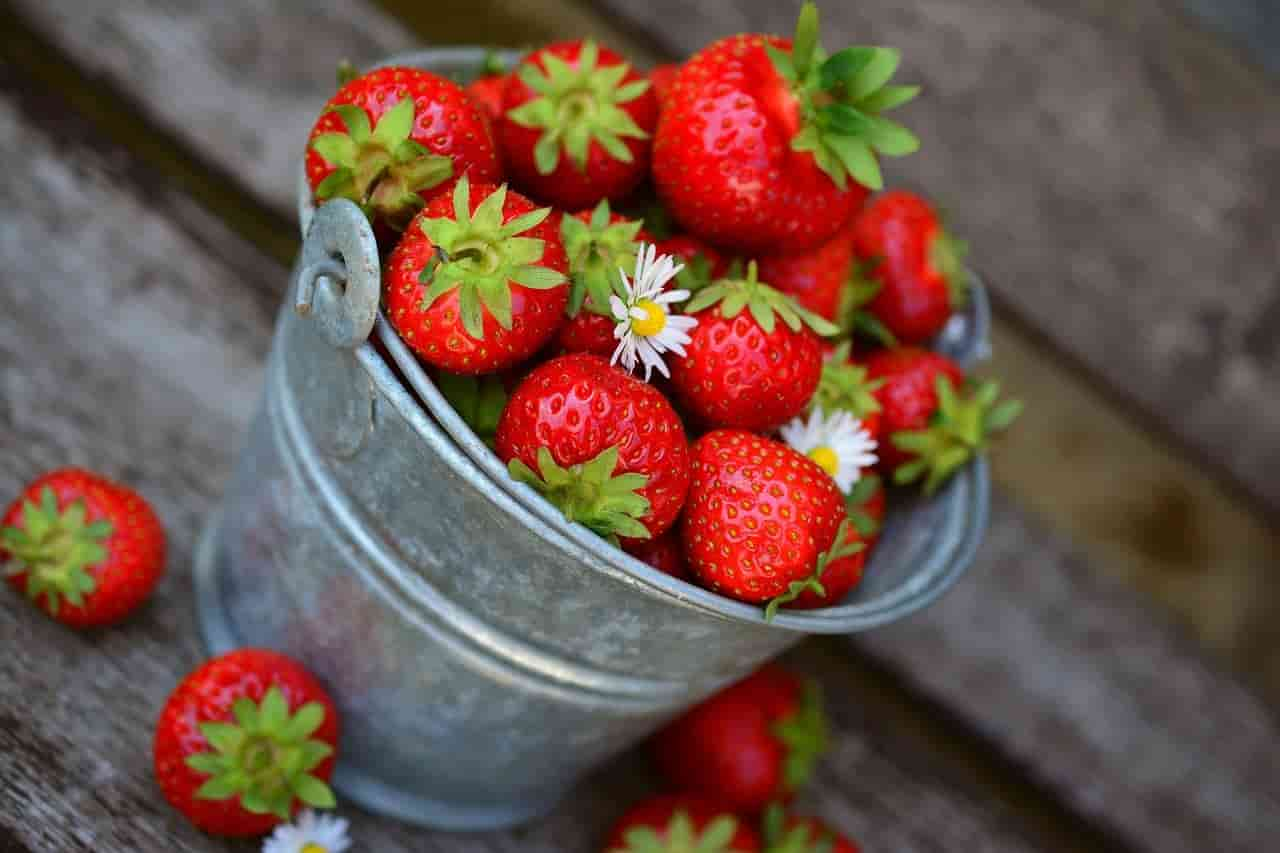 Risk of feeding strawberries for rabbits