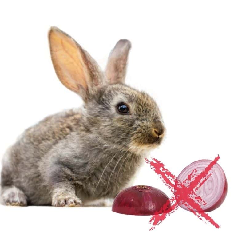 Symptoms id rabbits eat onions
