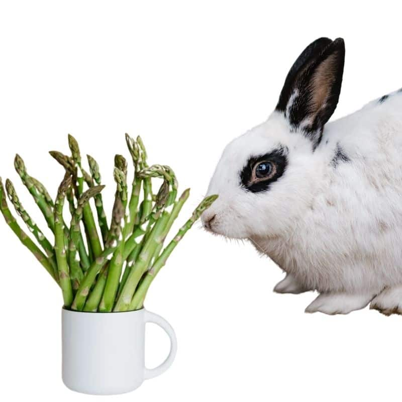 can bunnies eat asparagus