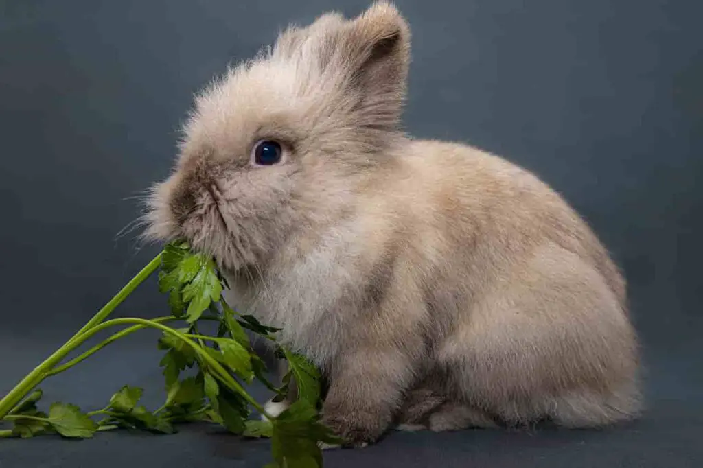 benefits of strawberries to rabbits