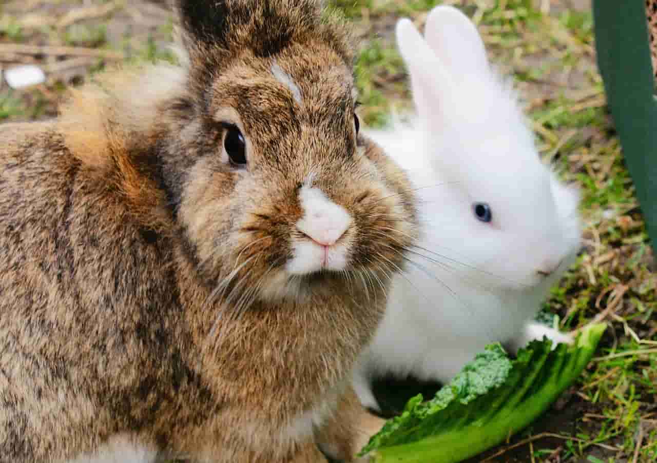 benefits of cucumbers for rabbits