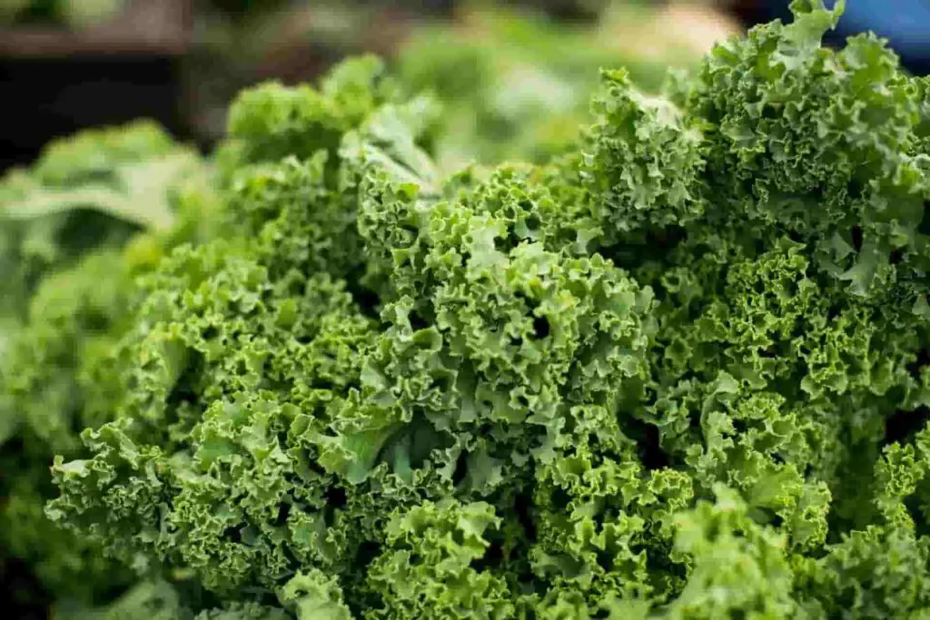 benefits of kale to rabbits