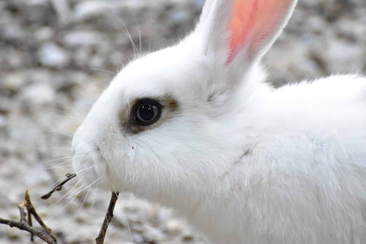 can bunnies eat eggplant