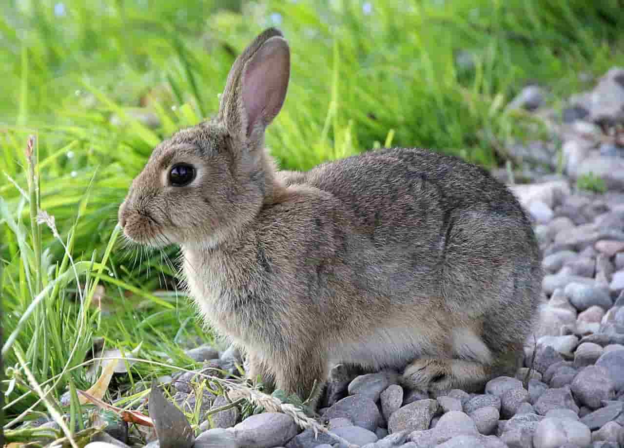 Mint benefits of rabbits 