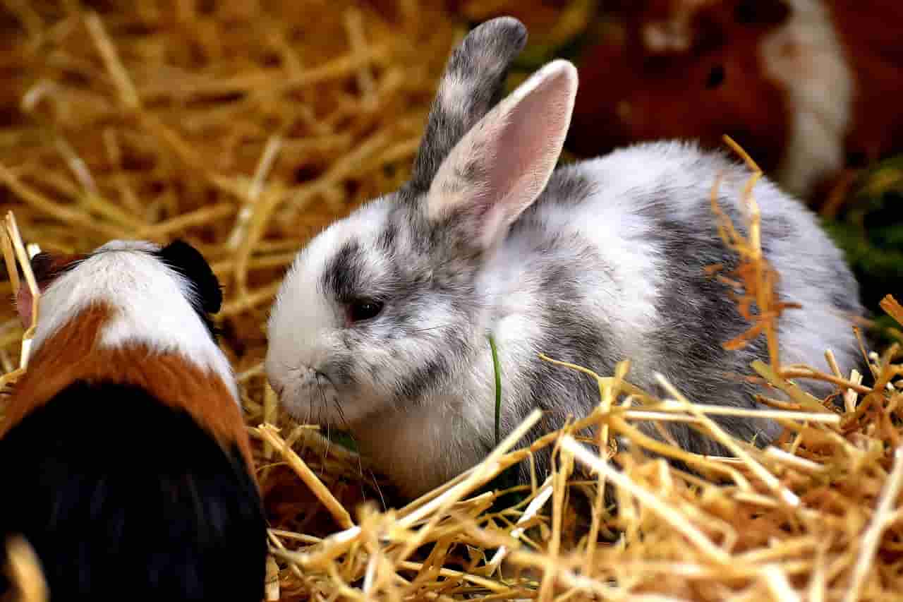 can rabbits eat guinea pig pellets?