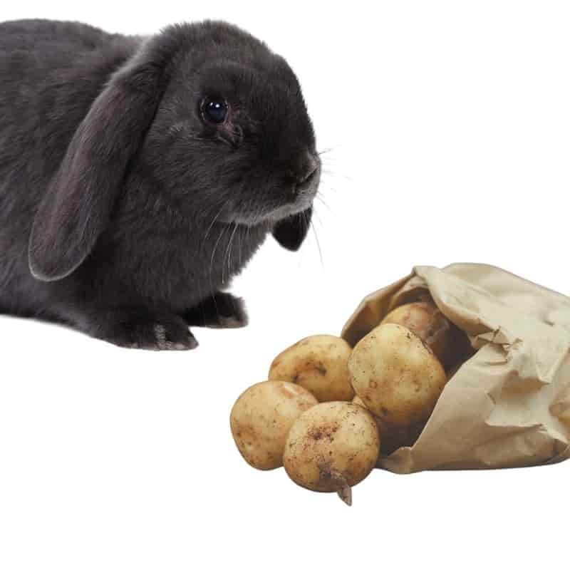 can bunnies eat potatoes